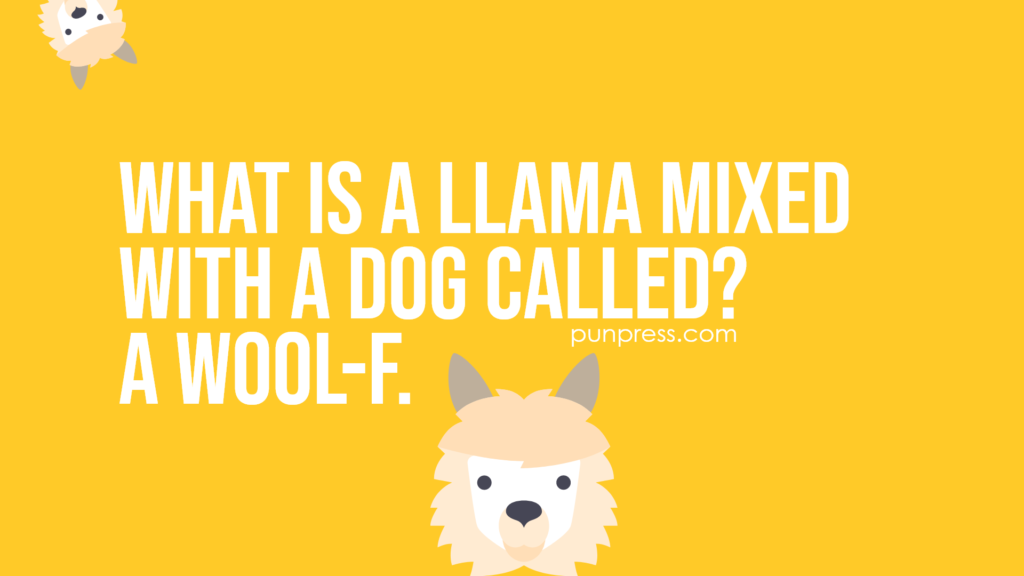 what is a llama mixed with a dog called? a wool-f - llama puns