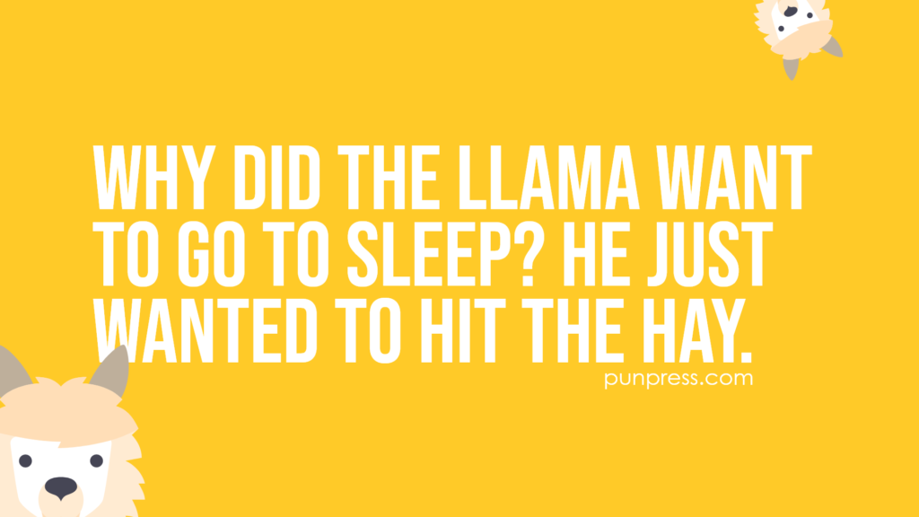 why did the llama want to go to sleep? he just wanted to hit the hay - llama puns