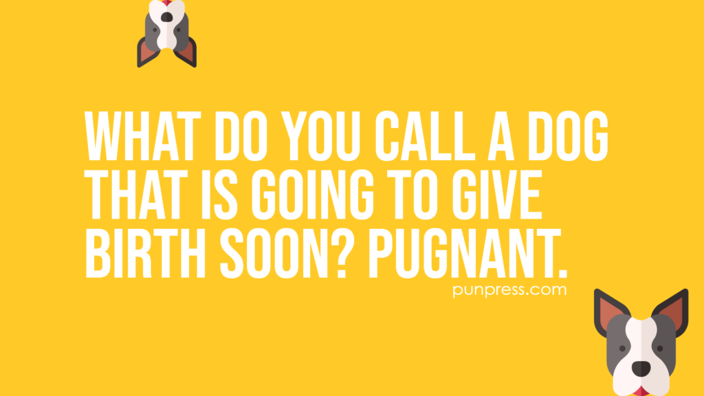 what do you call a dog that is going to give birth soon? pugnant - dog puns