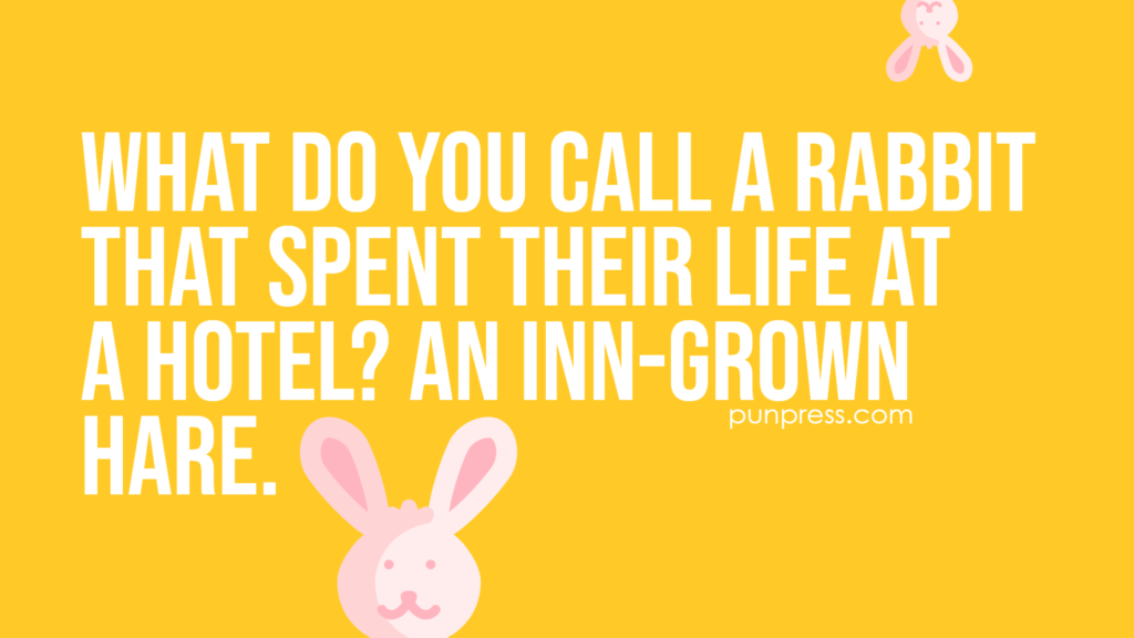 what do you call a rabbit that spent their life at a hotel? an inn-grown hare - hare puns