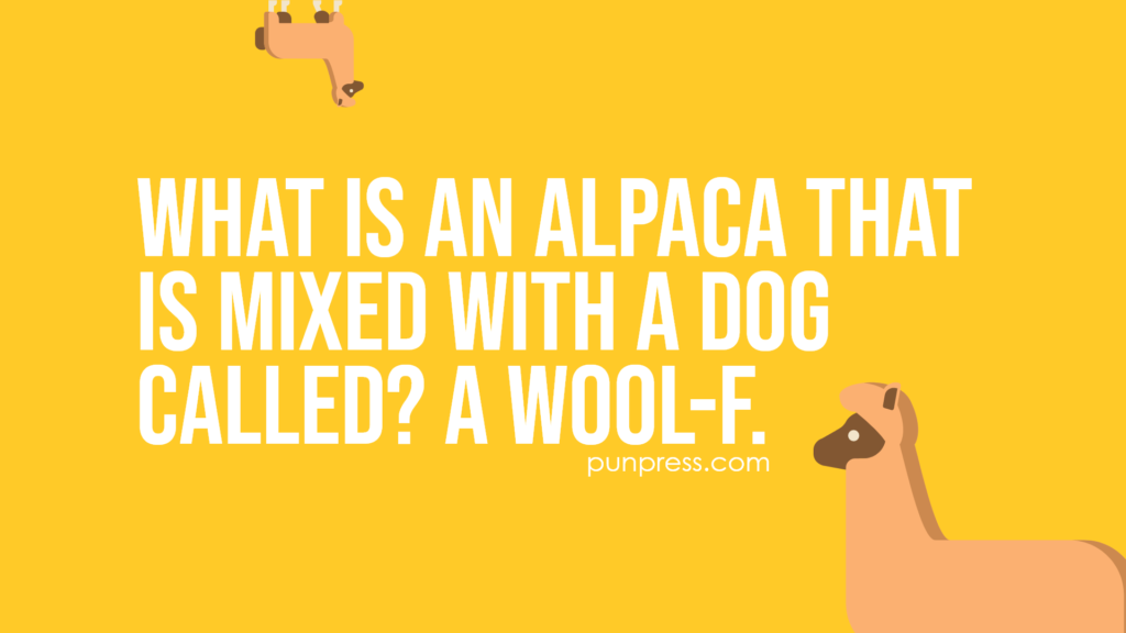 what is an alpaca that is mixed with a dog called? a wool-f - alpaca puns