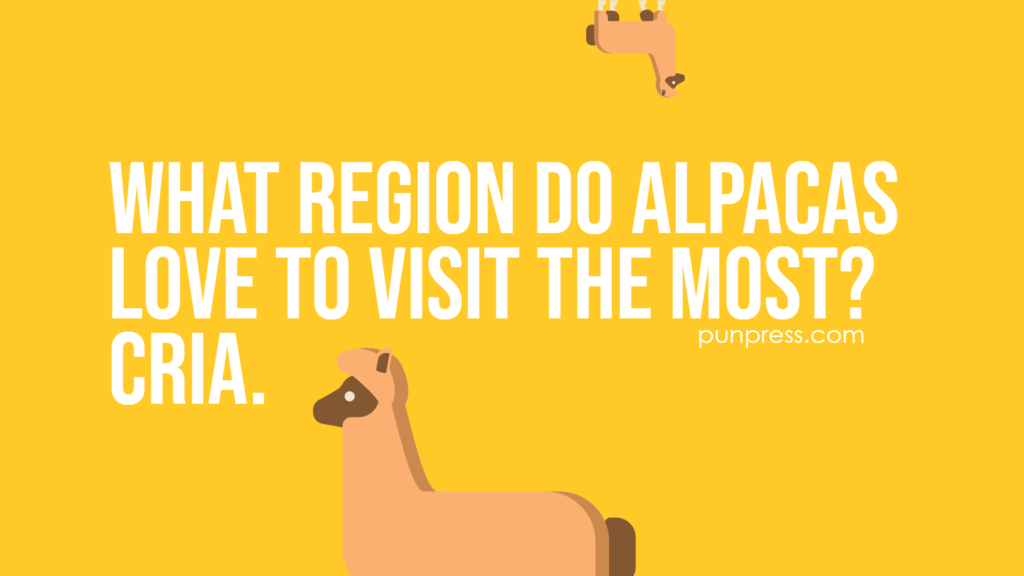 what region do alpacas love to visit the most cria - alpaca puns